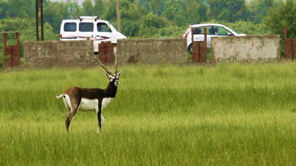 Wildlife Punjab